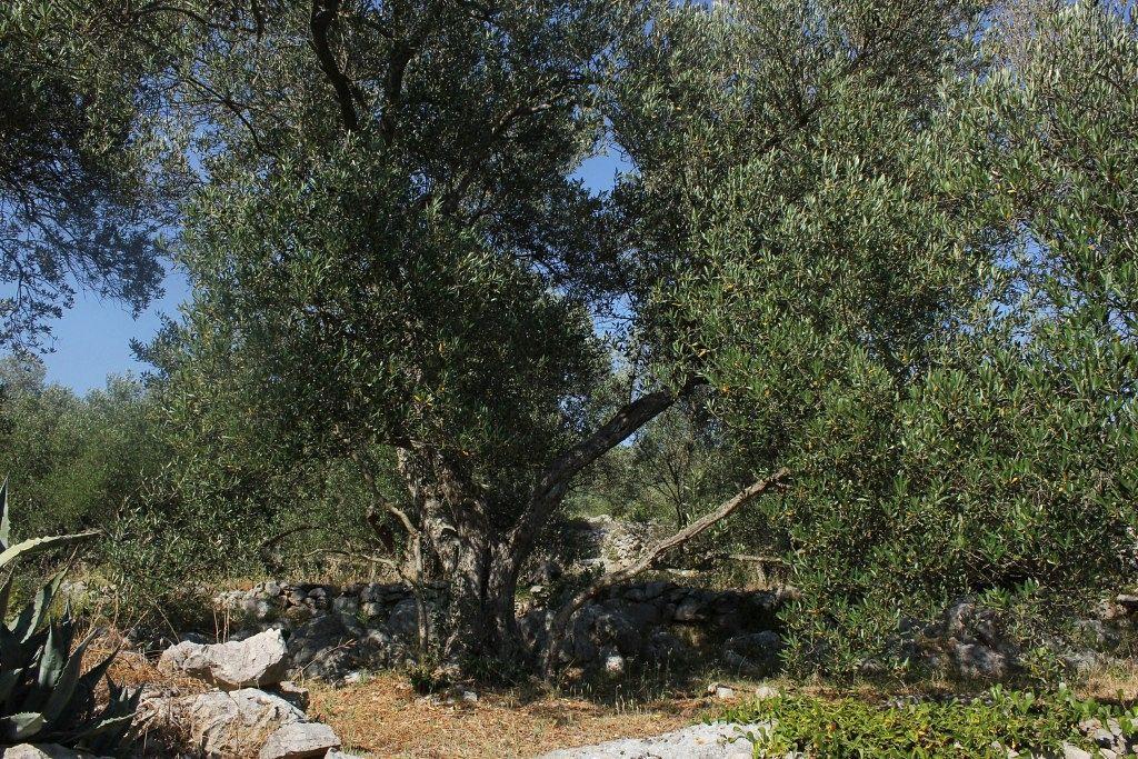Secluded Fisherman'S Cottage Cove Magrovica - Telascica, Dugi Otok - 8142 Sali Buitenkant foto